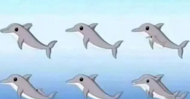 dolphins