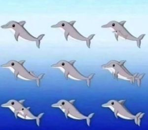 dolphins
