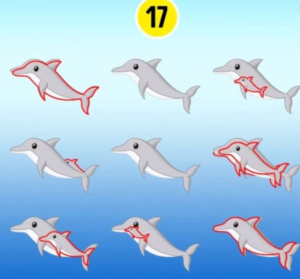 dolphins