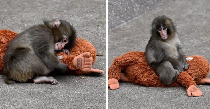 monkey