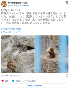 monkey 