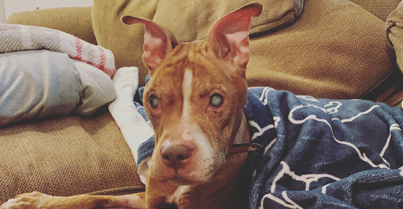 Blind pit bull regains her vision and sees her beloved foster parents for the first time