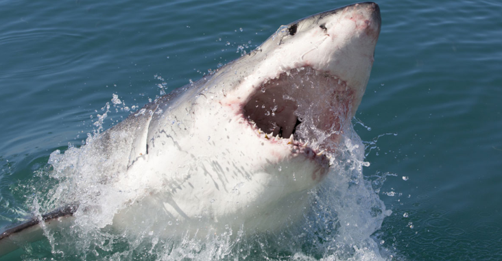shark