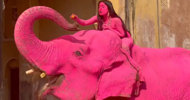 Elephant