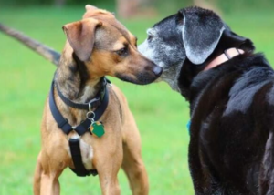 Dogs 