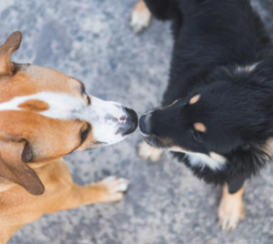 Dogs 
