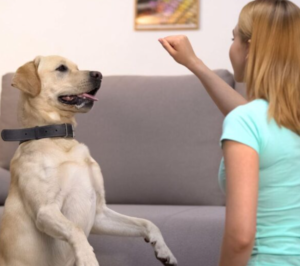 Dogs 