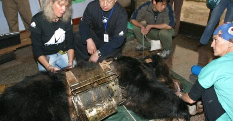 Bear Caesar is finally free after spending years trapped in a torture vest