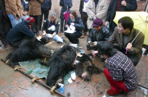 Bear