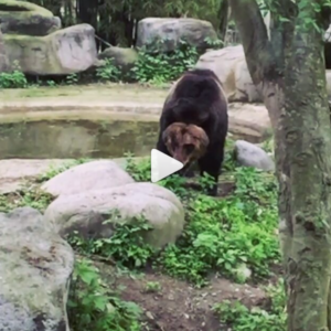 Bear