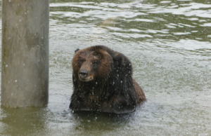 Bear