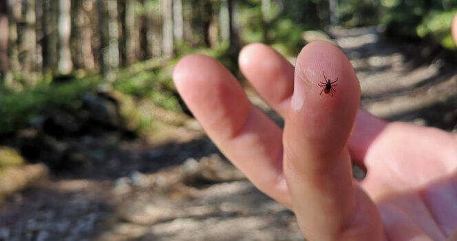 If you find ticks inside your home, here’s what you should know right away