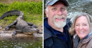 alligator