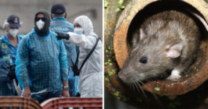 hantavirus