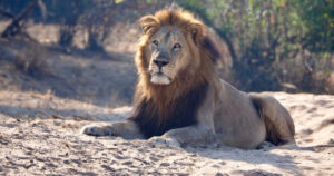 Lion