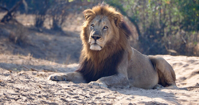 Lion