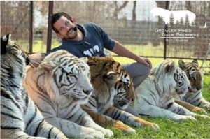 Tiger 