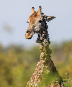 giraffe
