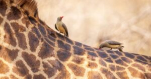 giraffe