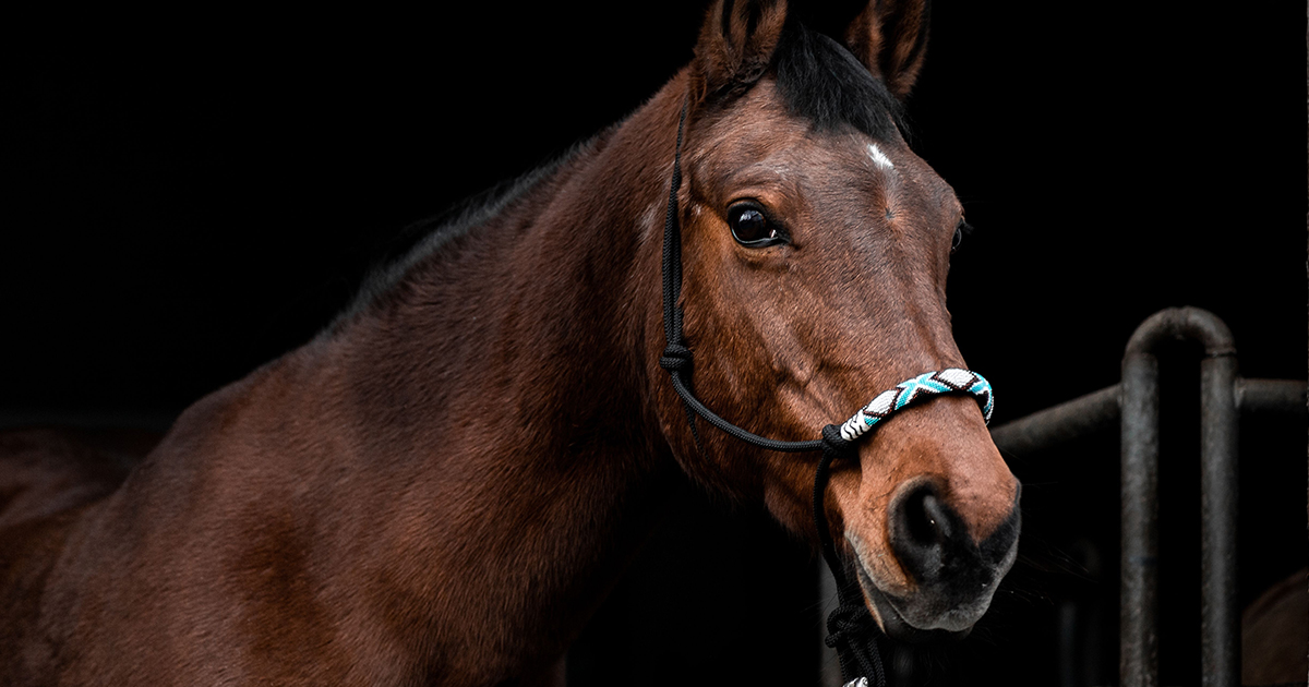 horse