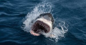 shark